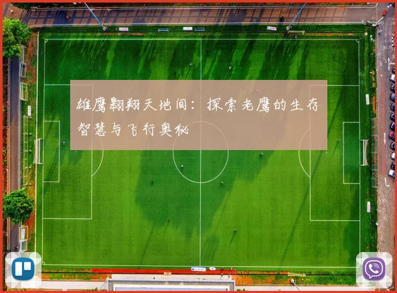 雄鹰翱翔天地间：探索老鹰的生存智慧与飞行奥秘