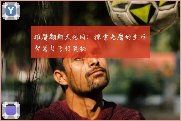 雄鹰翱翔天地间：探索老鹰的生存智慧与飞行奥秘