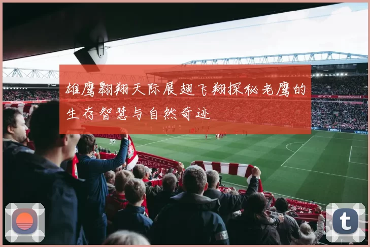 雄鹰翱翔天际展翅飞翔探秘老鹰的生存智慧与自然奇迹